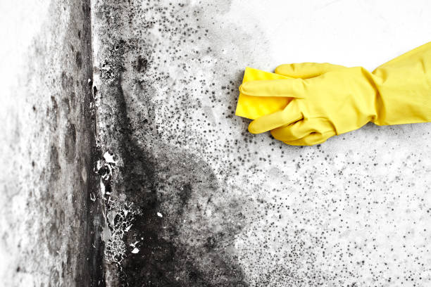Best Air Quality Testing for Mold Spores  in Fort Benton, MT