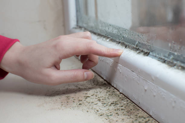 Mold Remediation for Vacation Homes in Fort Benton, MT