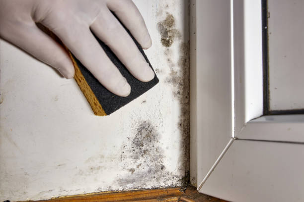 Best Mold Prevention Services  in Fort Benton, MT